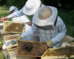 養蜂業