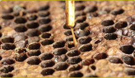 アメリカ腐蛆病