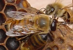 みつばちのオス
